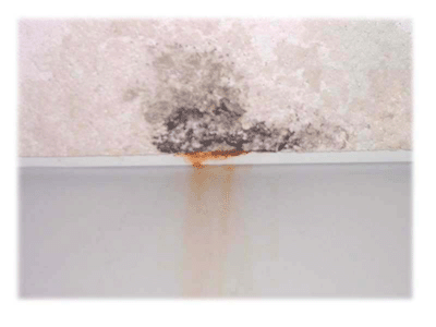 water leaks,mold inspector, new jersey