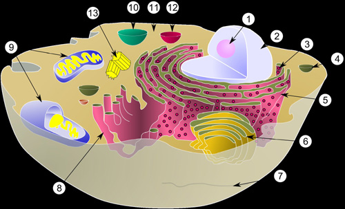 animal cell organelles diagram. Organelle to ribosome the
