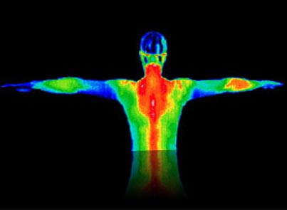 infrared cameras locate changes in temperature indicating metabolic rates